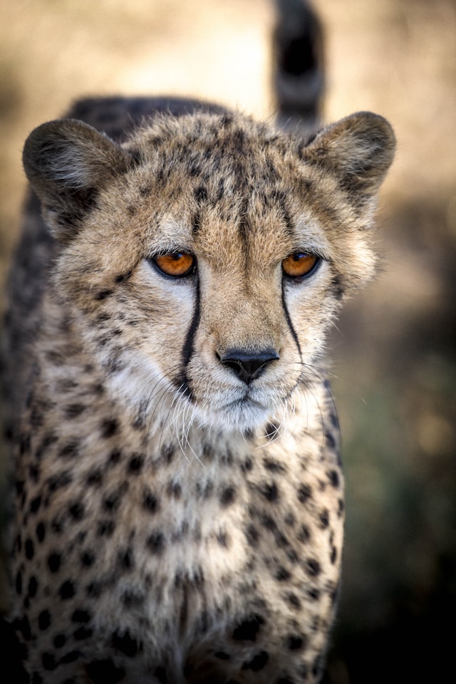 Mikumi National Park - double g safaris destinations