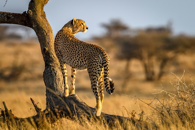 Experience Untamed Beauty in the Northern Circuit