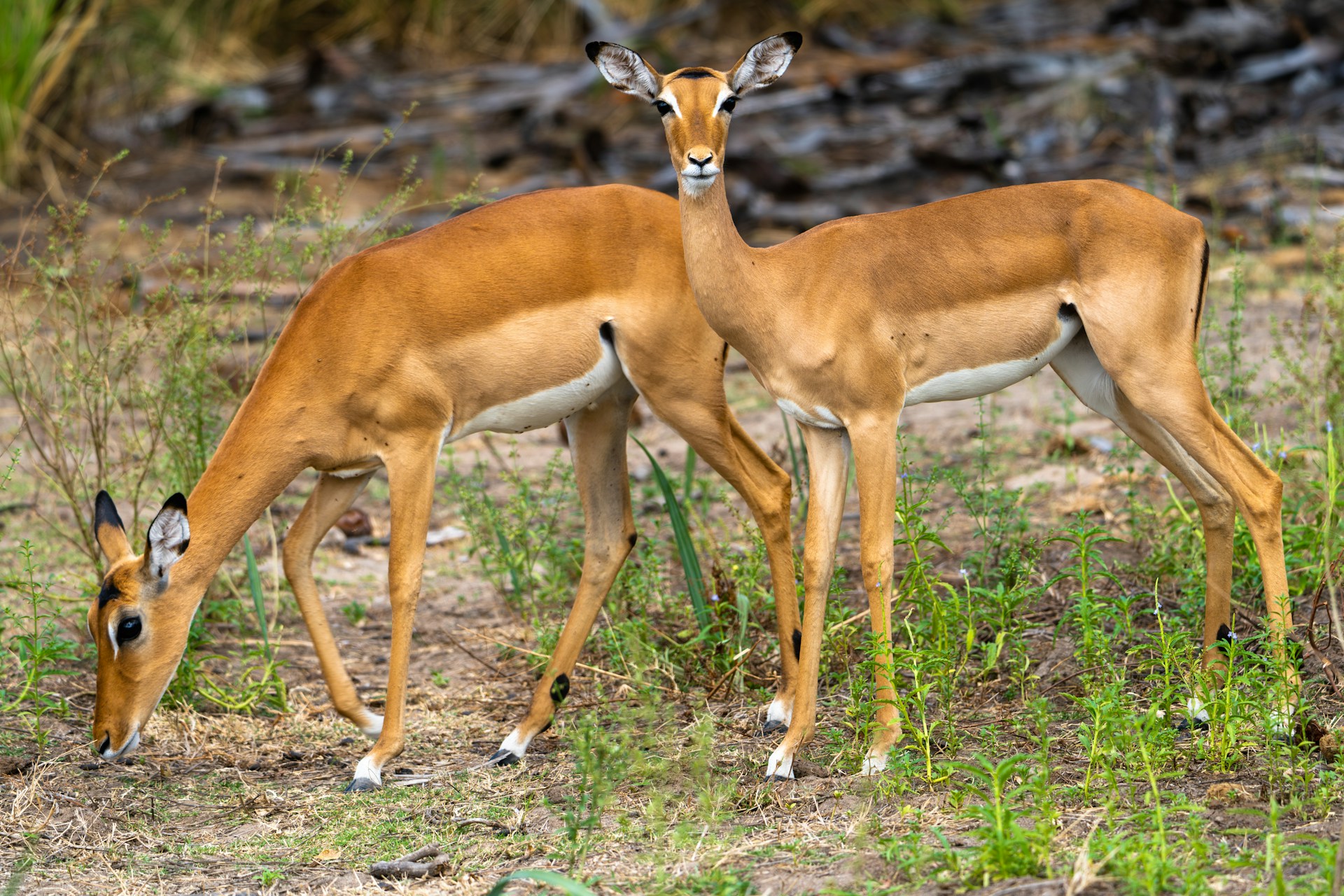  Mikumi National Park (2 Days / 1 Night)