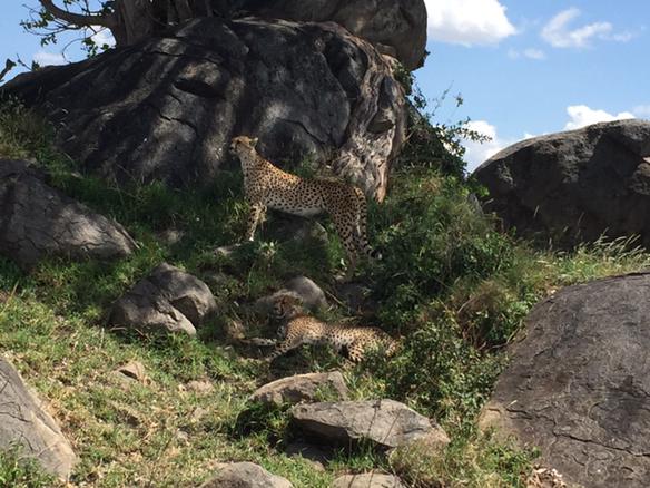 Ngorongoro Crater - double g safaris destinations