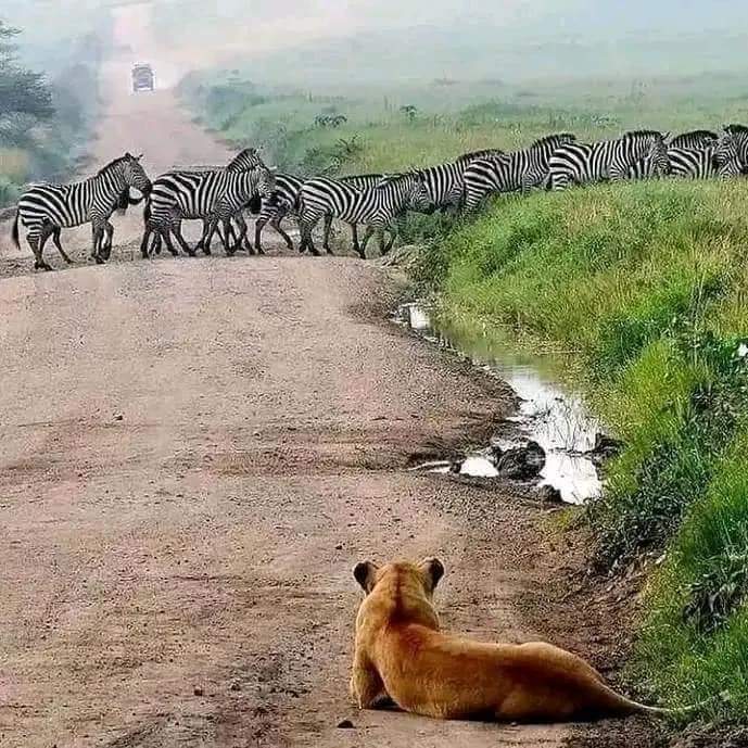 7 Days Extended Safari in Ruaha